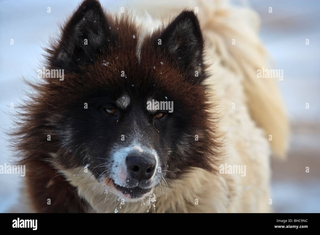Canadian Eskimo Dog, Canis Familiaris, in einem Hof an der Küste der Hudson Bay in Churchill, Manitoba, Kanada. Stockfoto