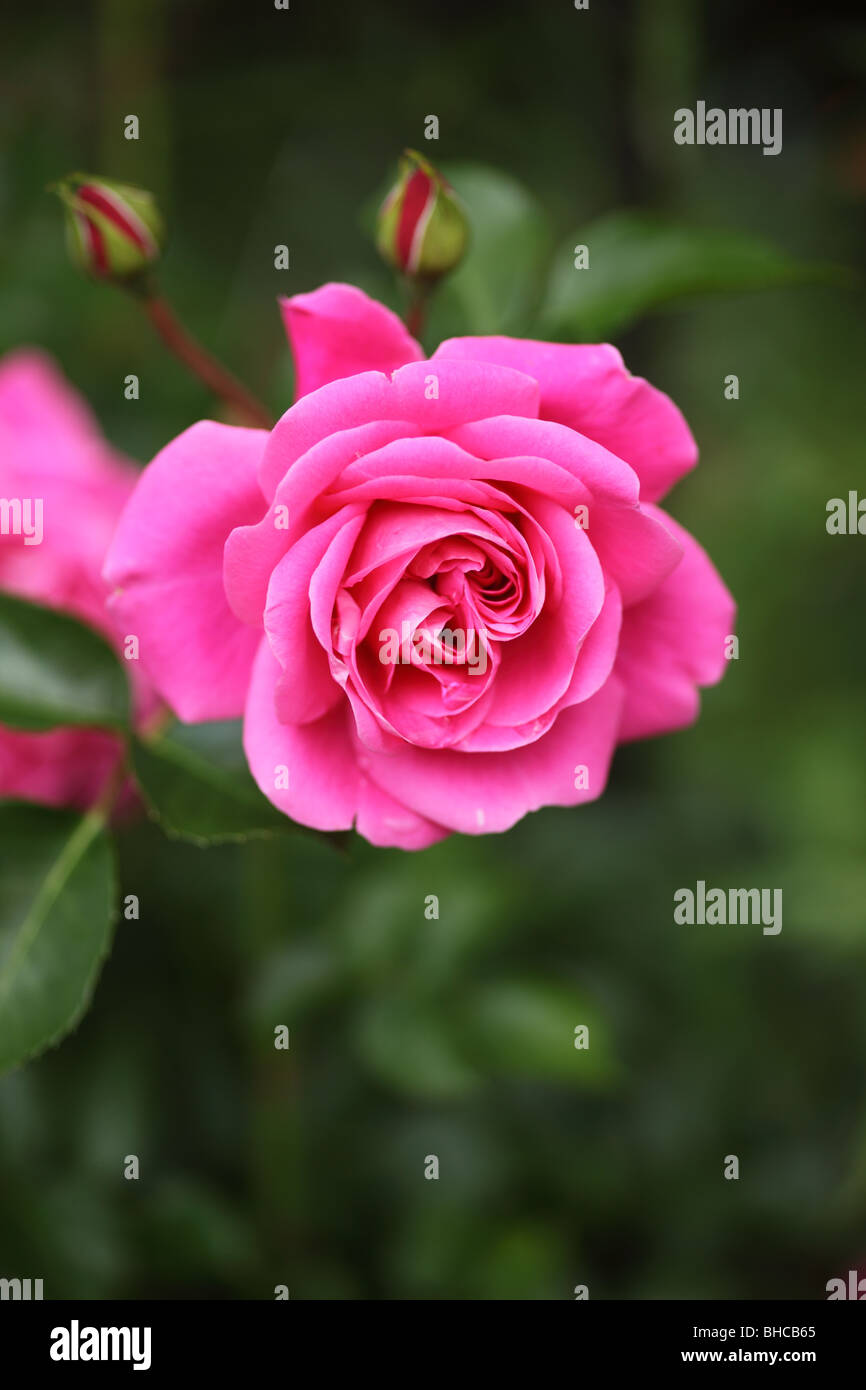 Nahaufnahme einer schönen rosa Rose vor einem verschwommenen grünen Hintergrund Stockfoto