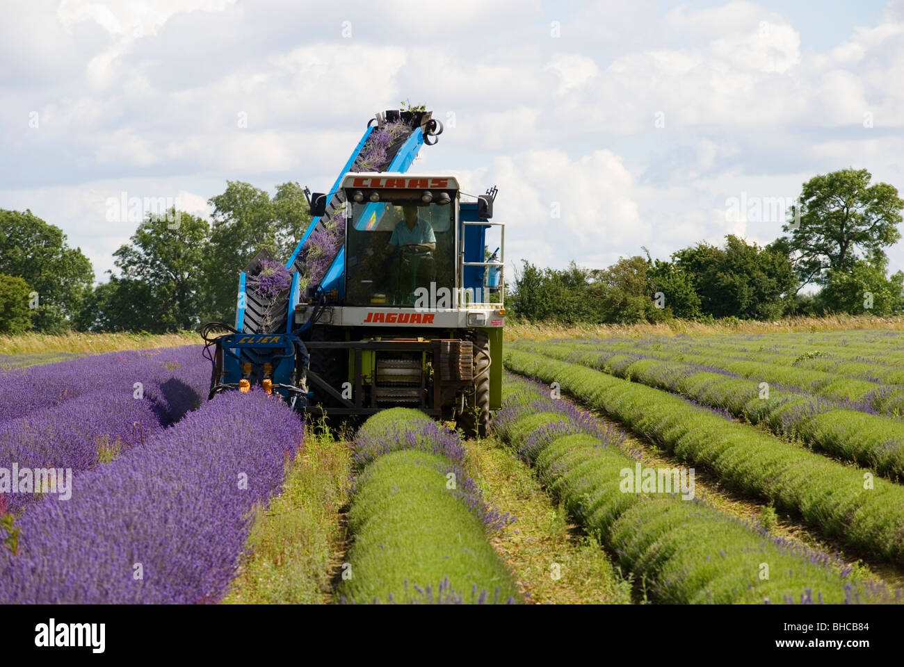 LAVENDEL ERNTEN AUF SNOWSHILL LAVENDEL-FARM Stockfoto