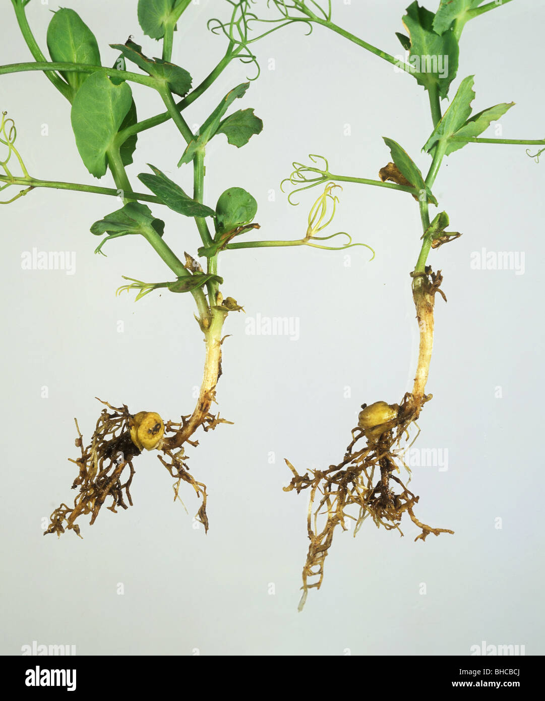 Pea plant roots Fotos und Bildmaterial in hoher Auflösung Alamy