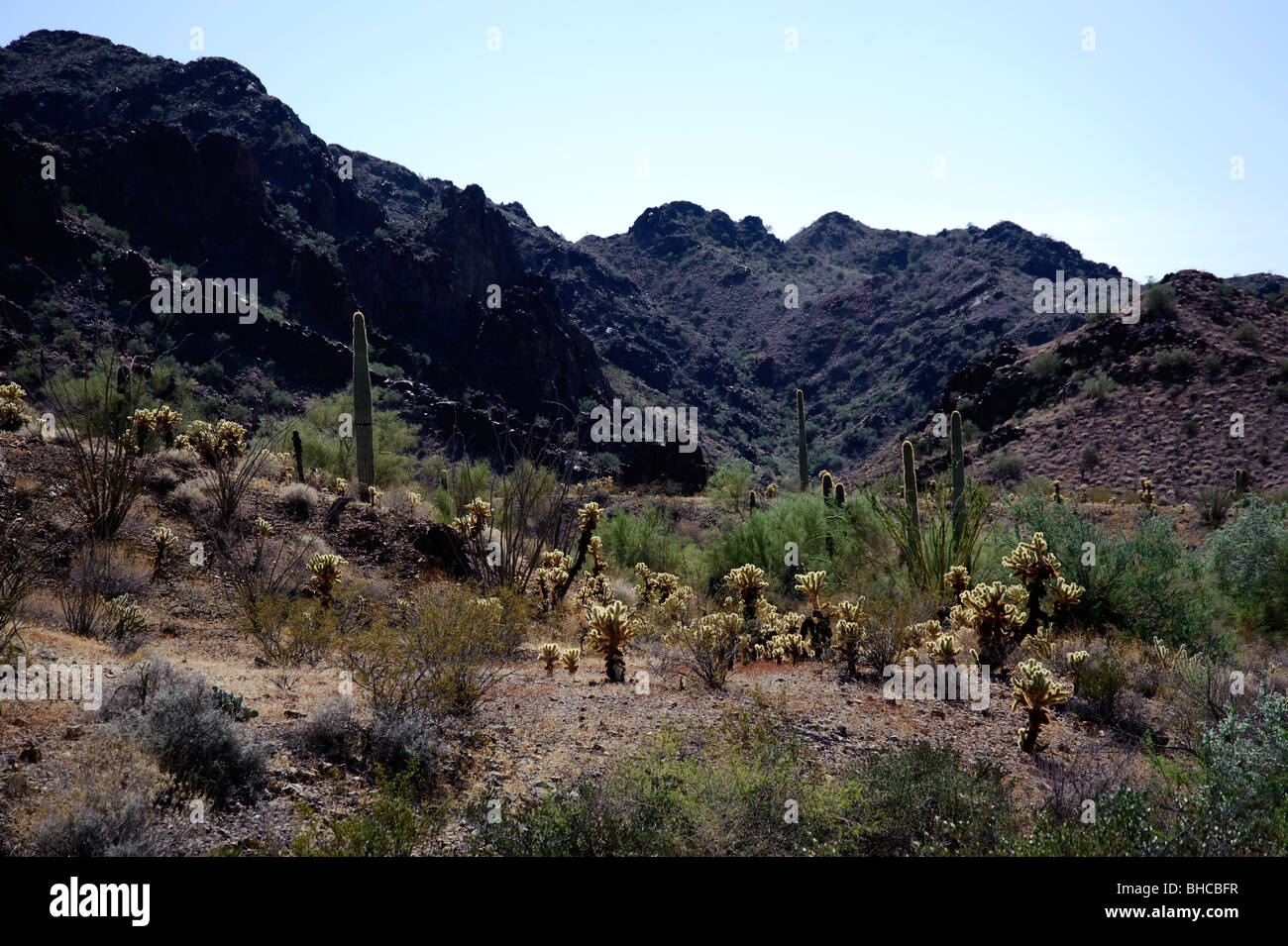 Berge des südlichen Arizona im Bereich Canyon Del Oro, direkt an der mexikanischen Grenze.  Bekannt als springen Kaktus Kakteen im Überfluss Stockfoto