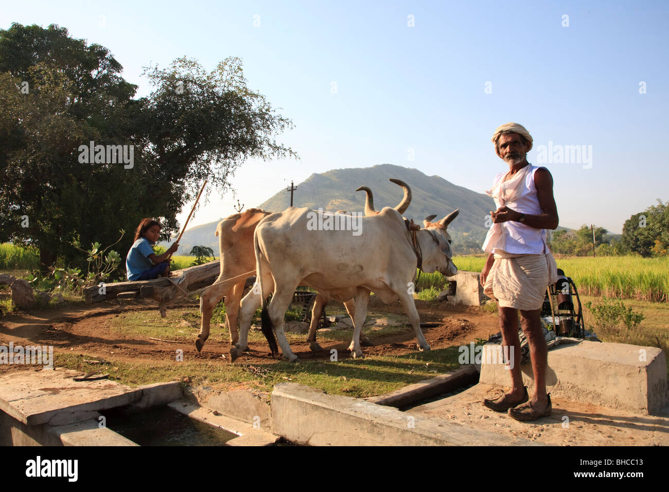 Indische Landwirt und seine Tochter mit Vieh, um seine Felder zu bewässern, Rajasthan, Indien Stockfoto