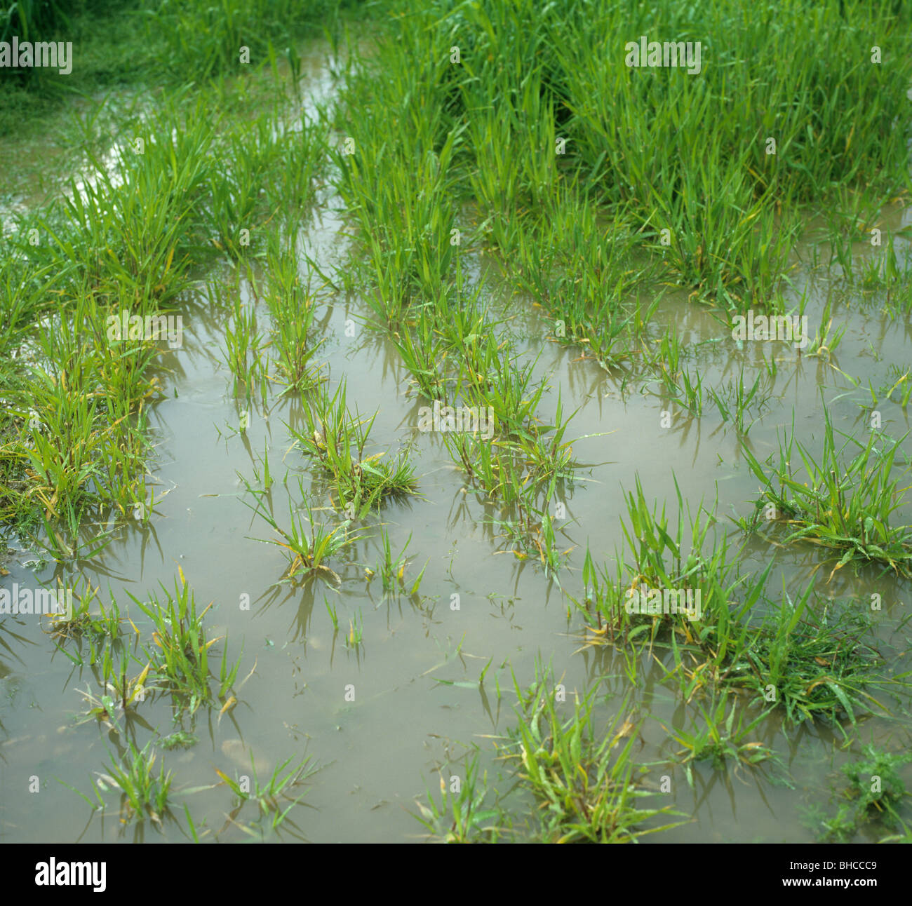 Junge Gerste Ernte naß nach starken Regenfällen Stockfoto