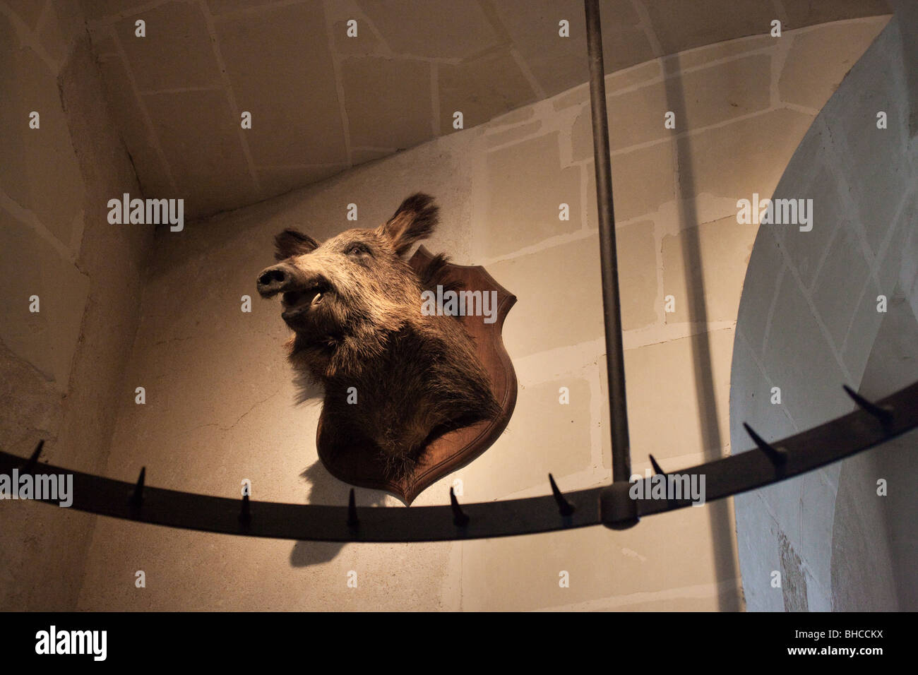 Ausgestopften Wildschwein Kopf Stockfoto