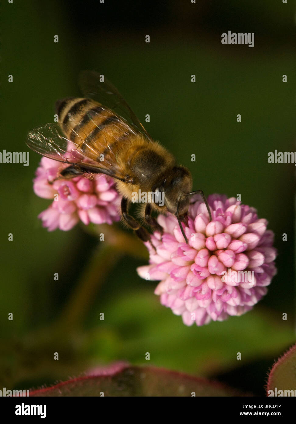 Afrikanische Honigbiene auf Nahrungssuche auf einer Blume, fotografiert in Tansania, Afrika. Stockfoto