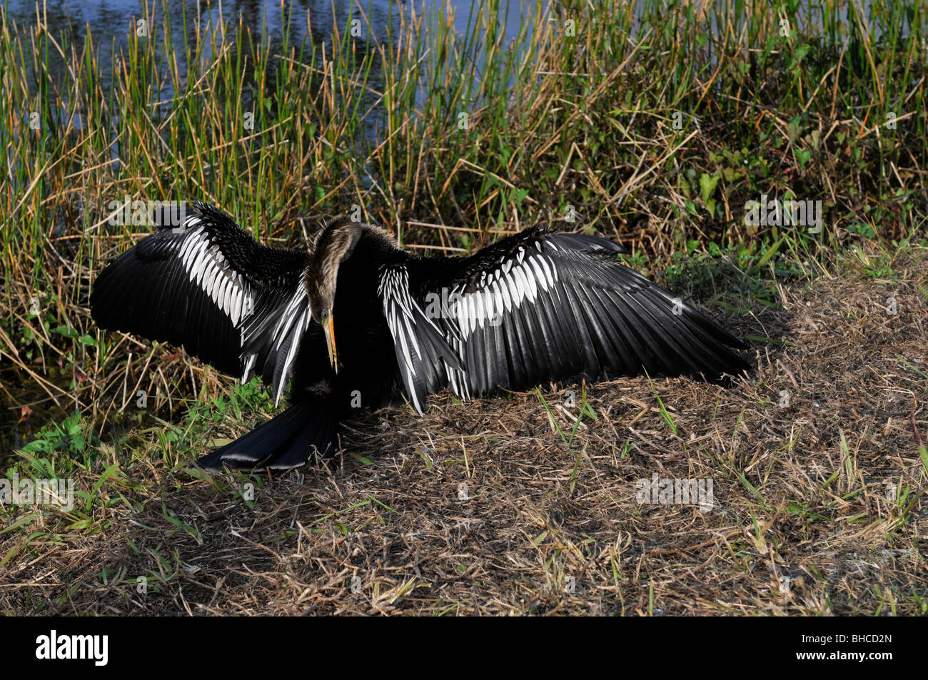 Ein Vogel Anhinga in den Everglades National Park, Vereinigte Staaten von Amerika Stockfoto