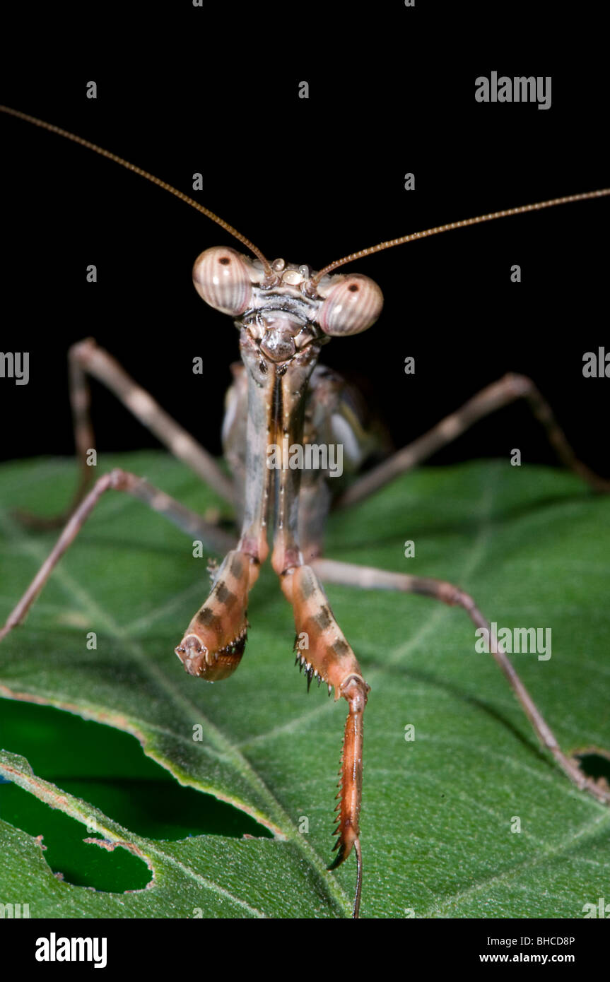 Mantis fotografiert in Tansania, Afrika Stockfotografie Alamy