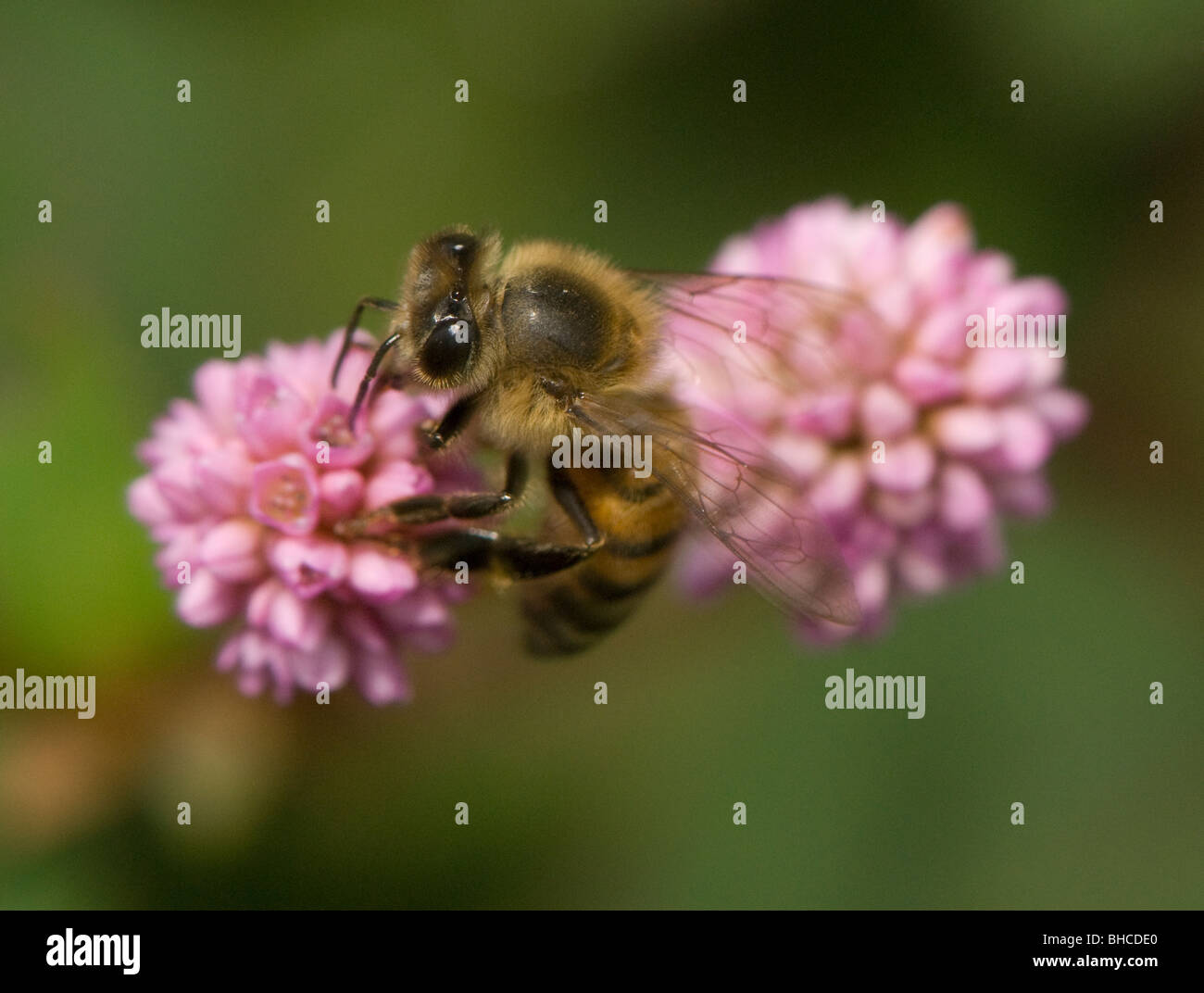 Afrikanische Honigbiene auf Nahrungssuche auf einer Blume, fotografiert in Tansania, Afrika. Stockfoto