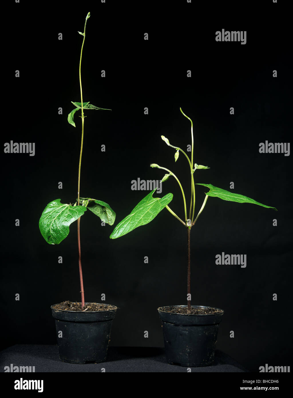 Sprossapikalmeristem Dominanz hat zwei Runner Bean Pflanzen zu vergleichen, wo man die wachsende Punkt entfernt hatte. Stockfoto