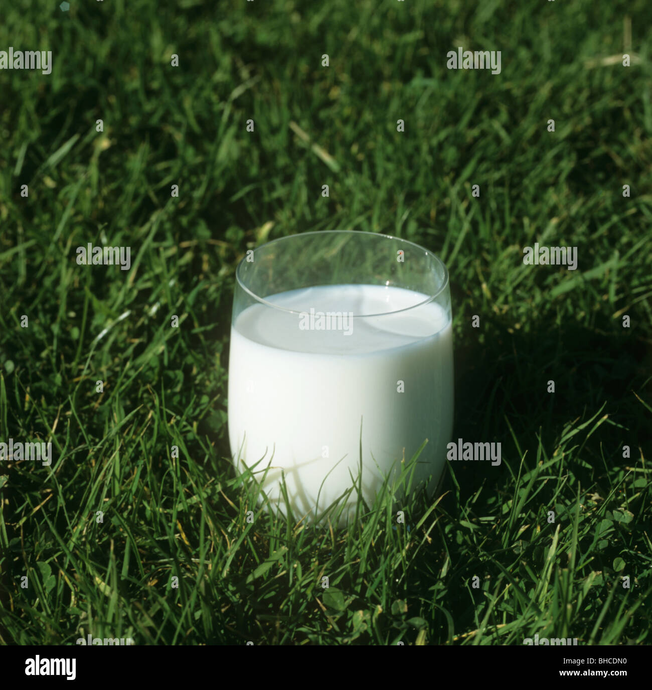Glas Milch auf Rasen Weide Kühe Stockfoto