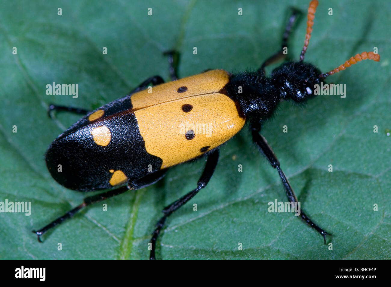 Blister Beetle, Familie Meloidae, fotografiert in Tansania, Afrika. Stockfoto