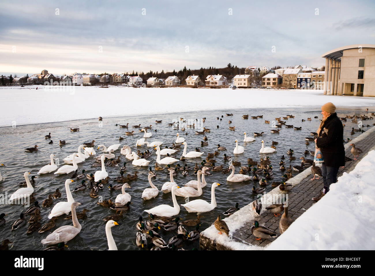 Frau, Fütterung der Vögel etwas Brot am Tjörnin-Sees. Die Innenstadt von Reykjavik Island Stockfoto