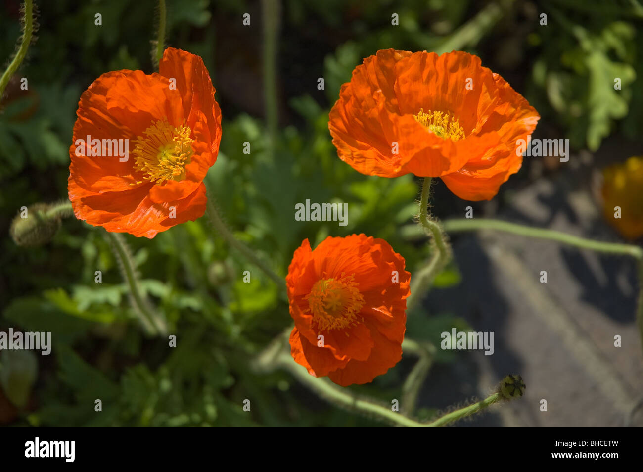 Orange Mohn in voller Blüte Stockfoto
