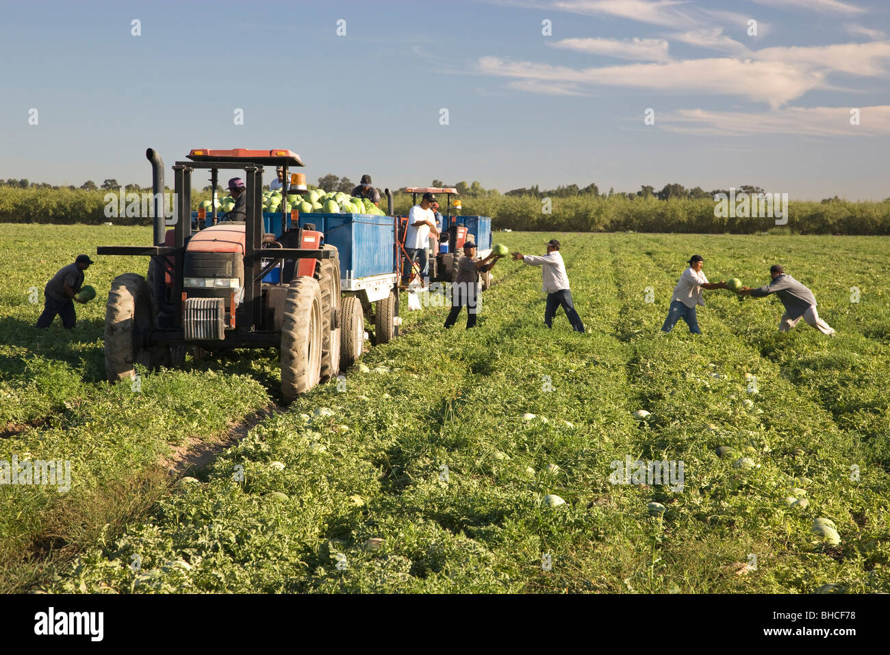 Wassermelone Ernte, Arbeiter laden Anhänger. Stockfoto