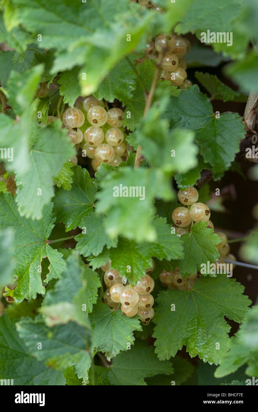 RIBES RUBRUM WEIßE VERSAILLES WEIßE JOHANNISBEERE Stockfoto