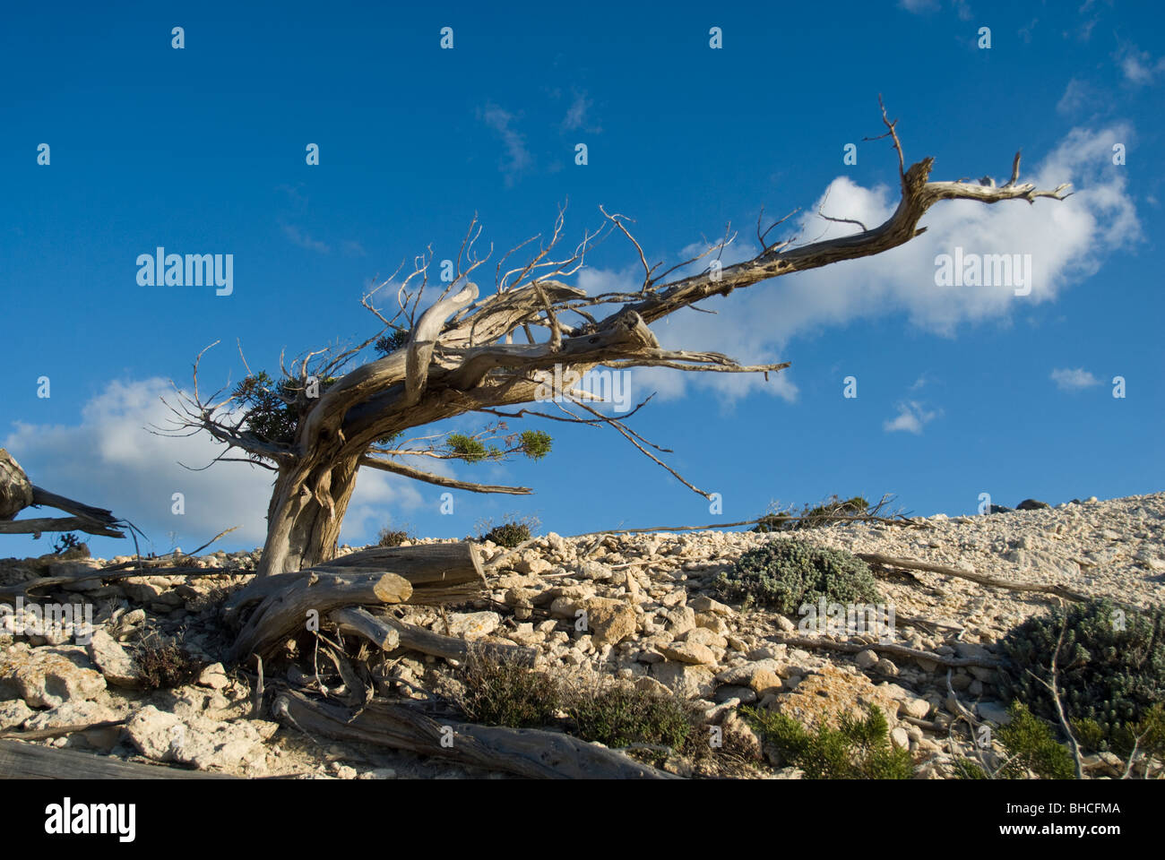 Phönizische Wacholder, Juniperus Phoenicea Stockfoto