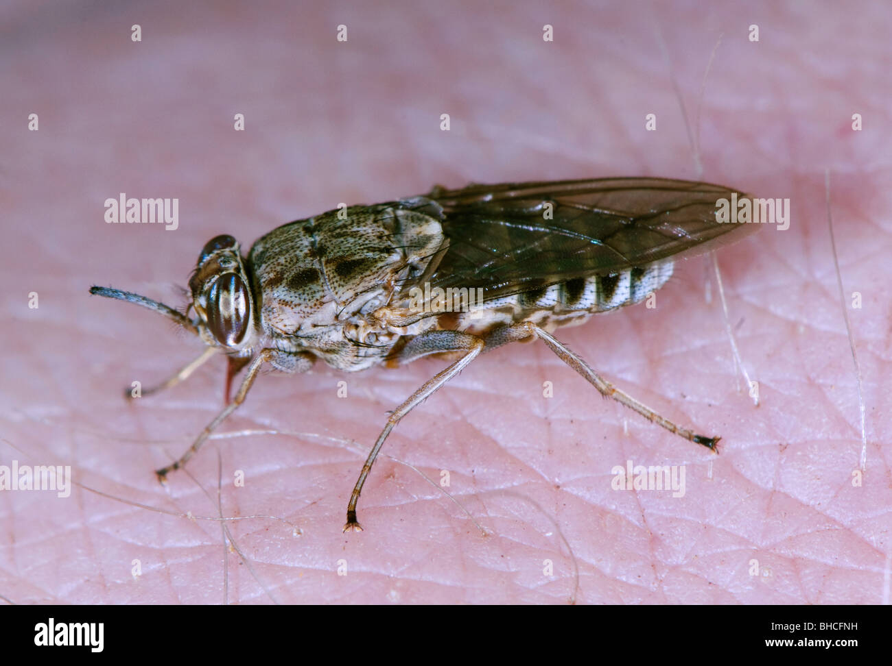 Tsetse-Fliege beißen und ernähren sich von einer Person. Stockfoto
