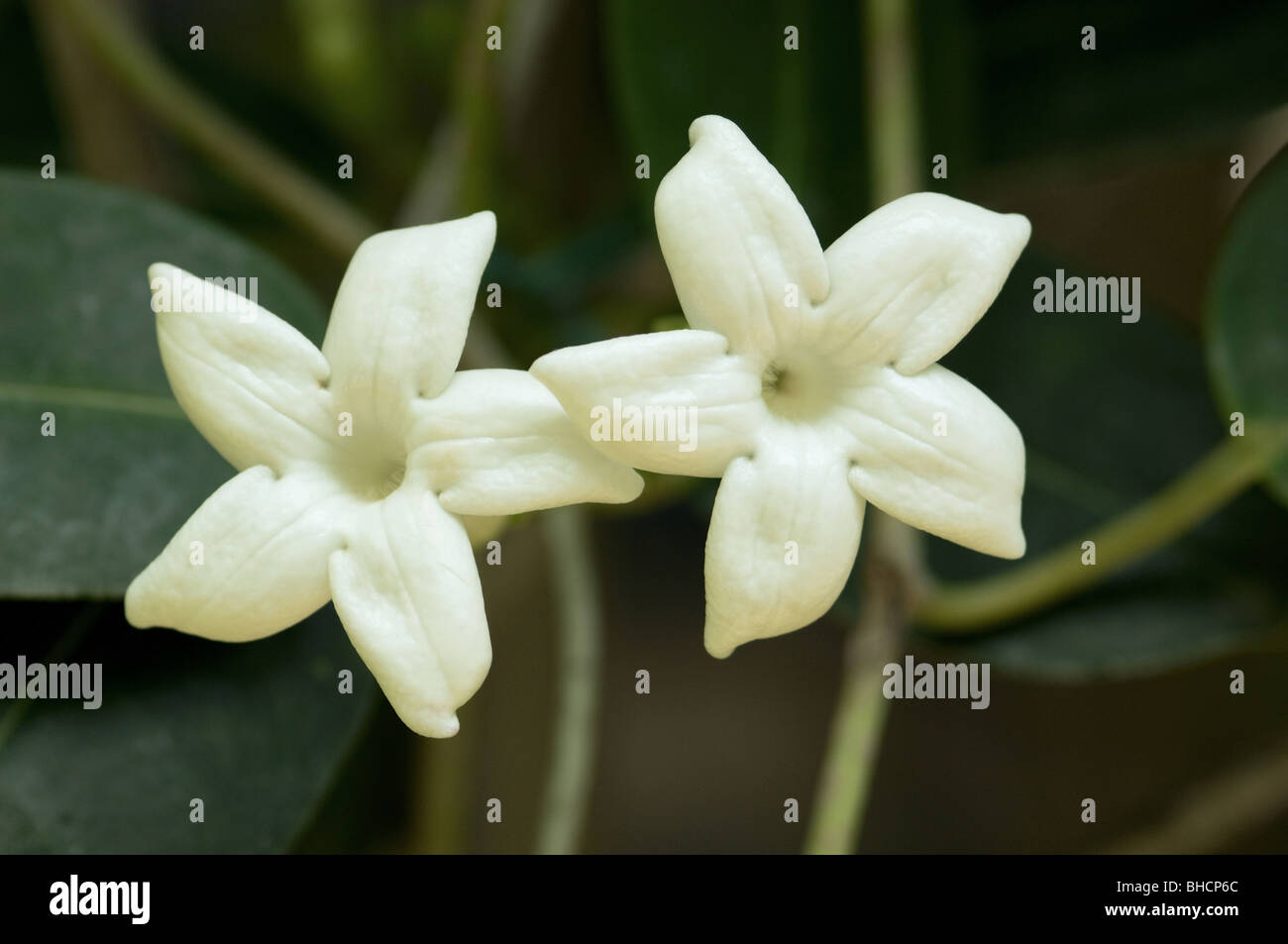 Madagaskar jasmin Nahaufnahme Stockfoto