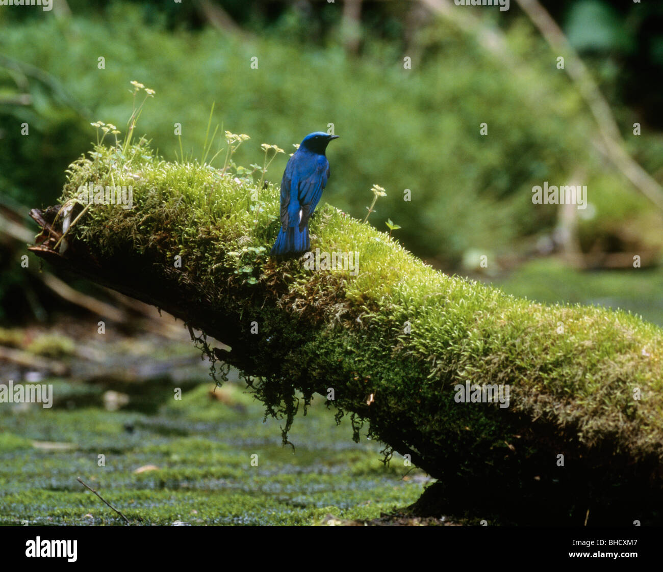 Blue Bird thront auf Moos bedeckt Anmelden Teich, Chitose, Hokkaido, Japan Stockfoto