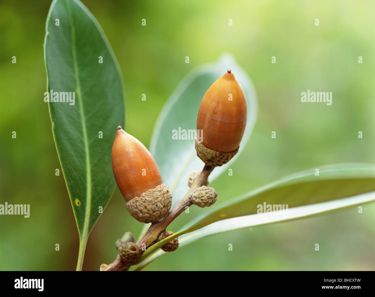 Japanische Stein Eiche Eicheln, Yokohama, Kanagawa Präfektur, Japan Stockfoto