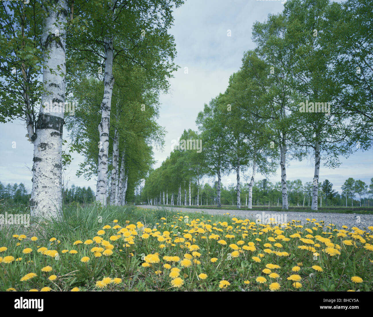 Löwenzahn wächst neben einer kleinen, mit Bäumen gesäumten Straße, Shihoro, Hokkaido, Japan Stockfoto