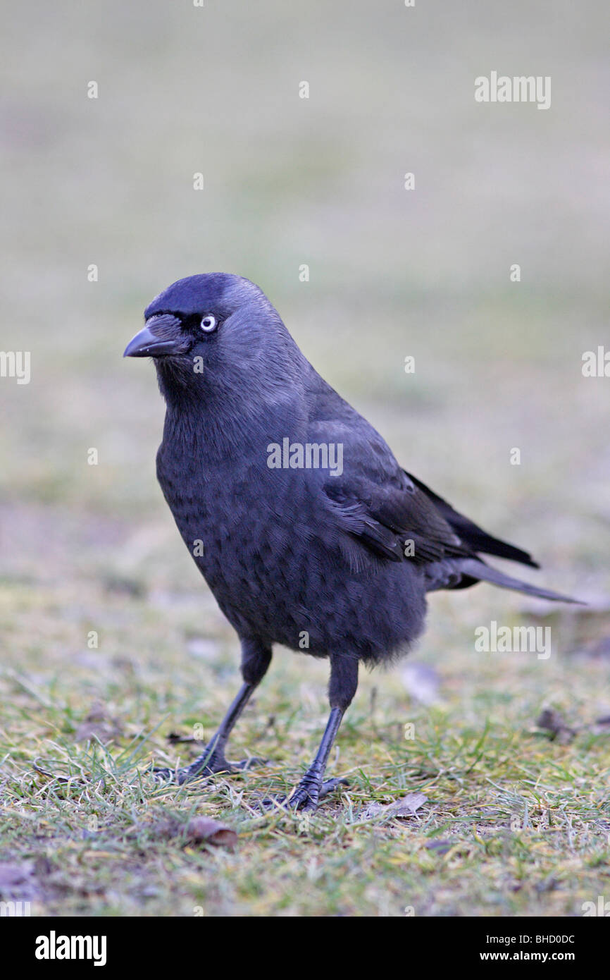 Westlichen Dohle Stockfoto