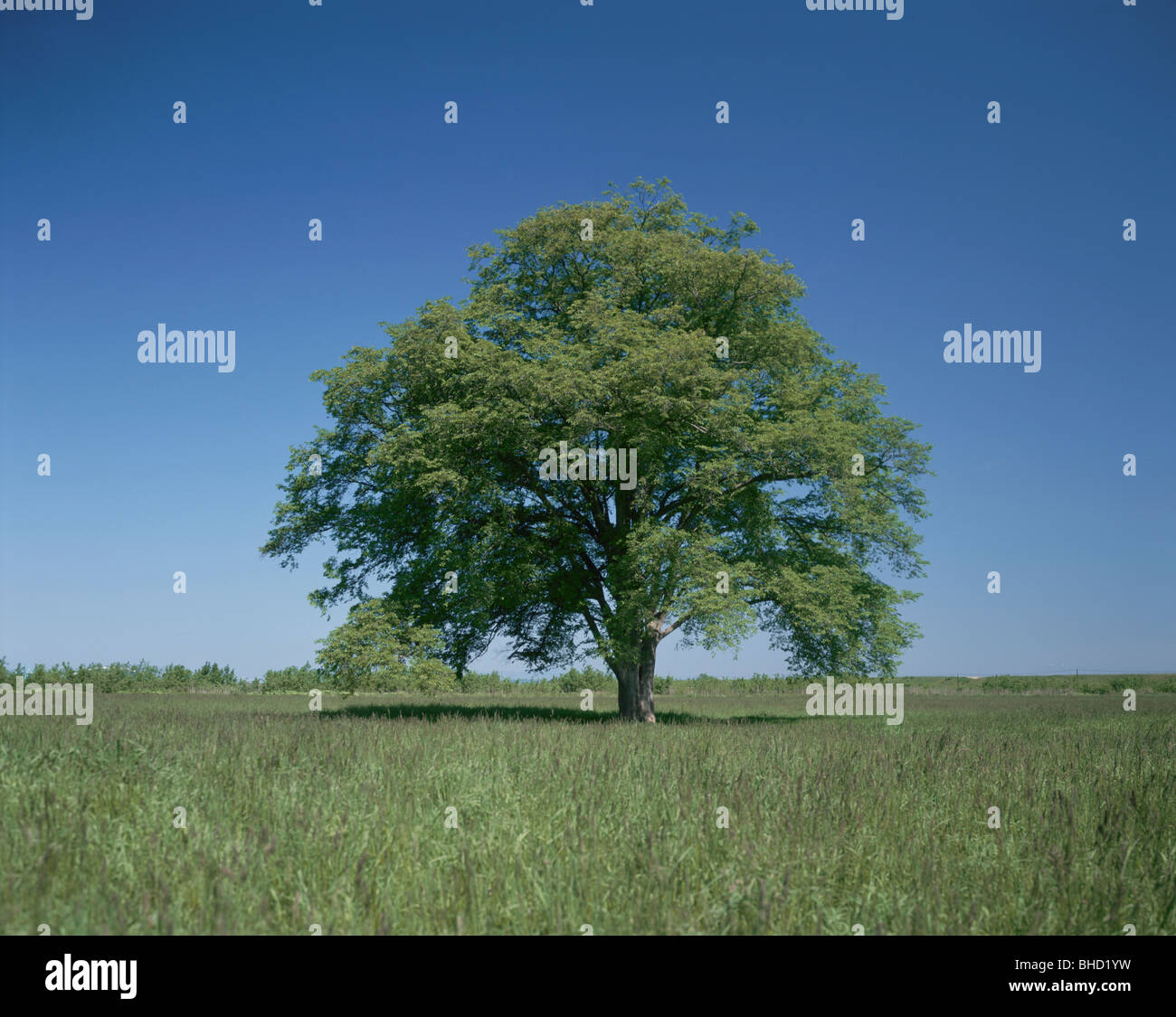 Wiesen und großen Baum Stockfoto