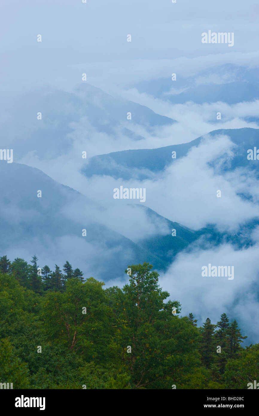 Nebel im Wald, Norikura Plateau, Präfektur Nagano, Japan Stockfoto