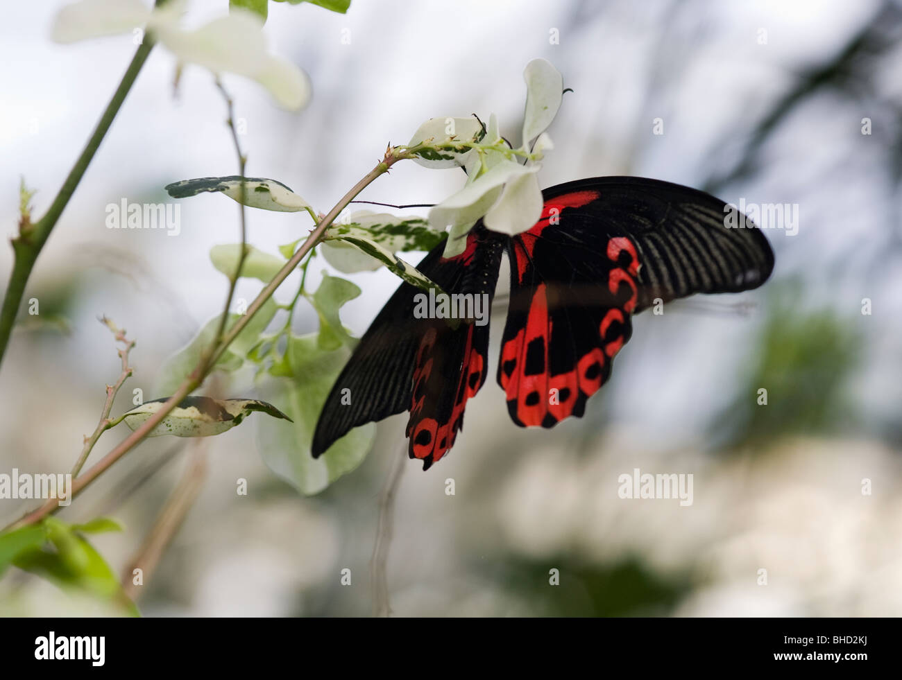 Scharlachrote Swallotail Schmetterling, Papilio rumanzovia Stockfoto