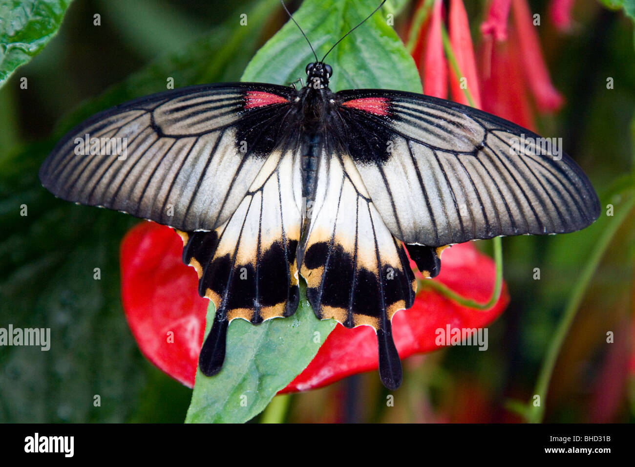 Ein Scharlachroter Schwalbenschwanz Schmetterling Papilio rumanzovia Stockfoto