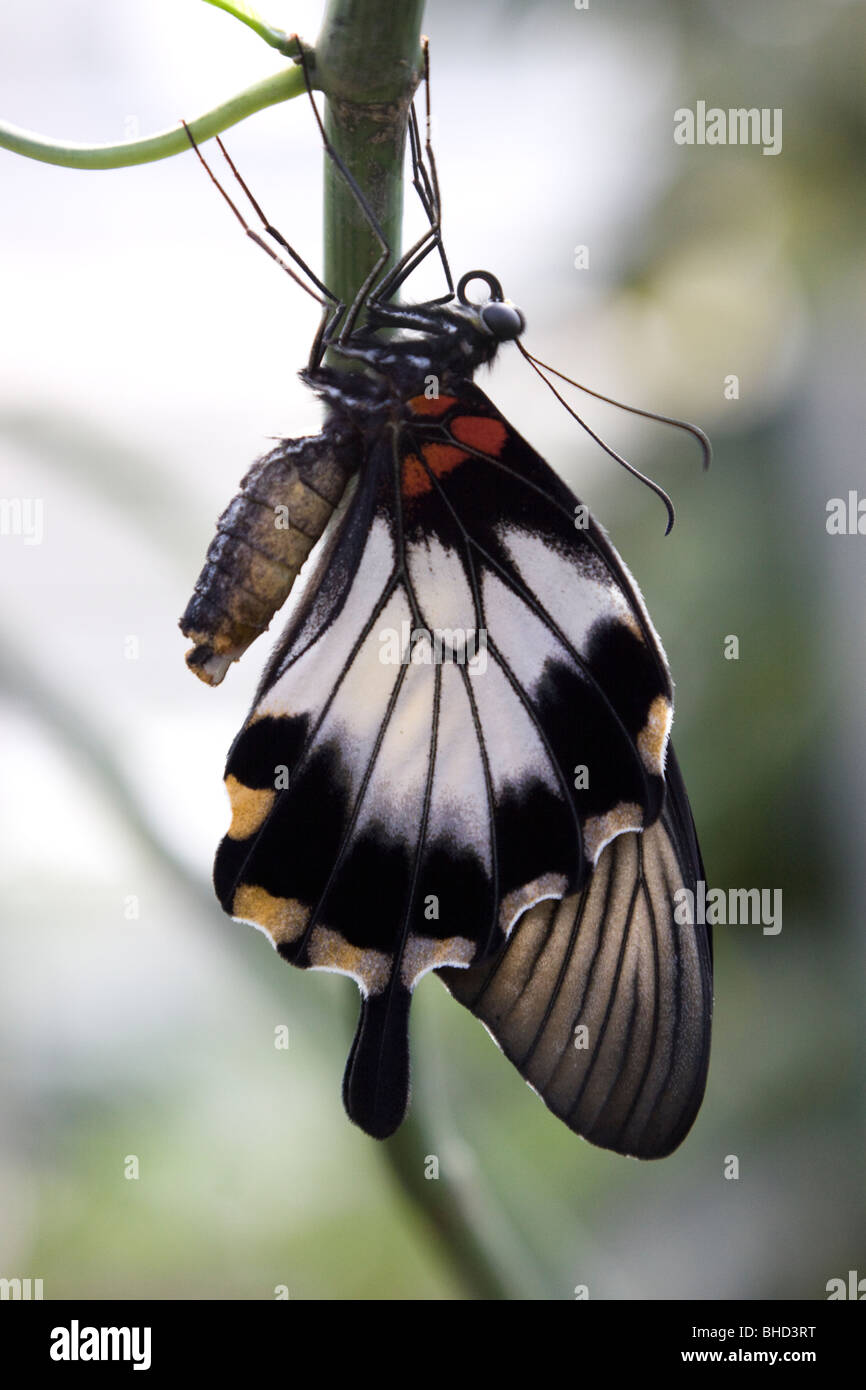 Ein frisch geschlüpfte scharlachrote Schwalbenschwanz-Schmetterling Stockfoto