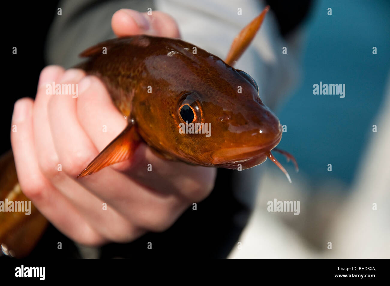 frisch gefangener Fisch gehaltenen junger Teenager hautnah Stockfoto