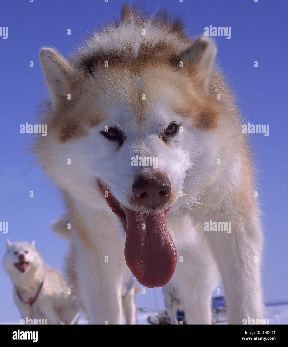 Husky Schlittenhunde, Cambridge Bay, Kanada Stockfoto