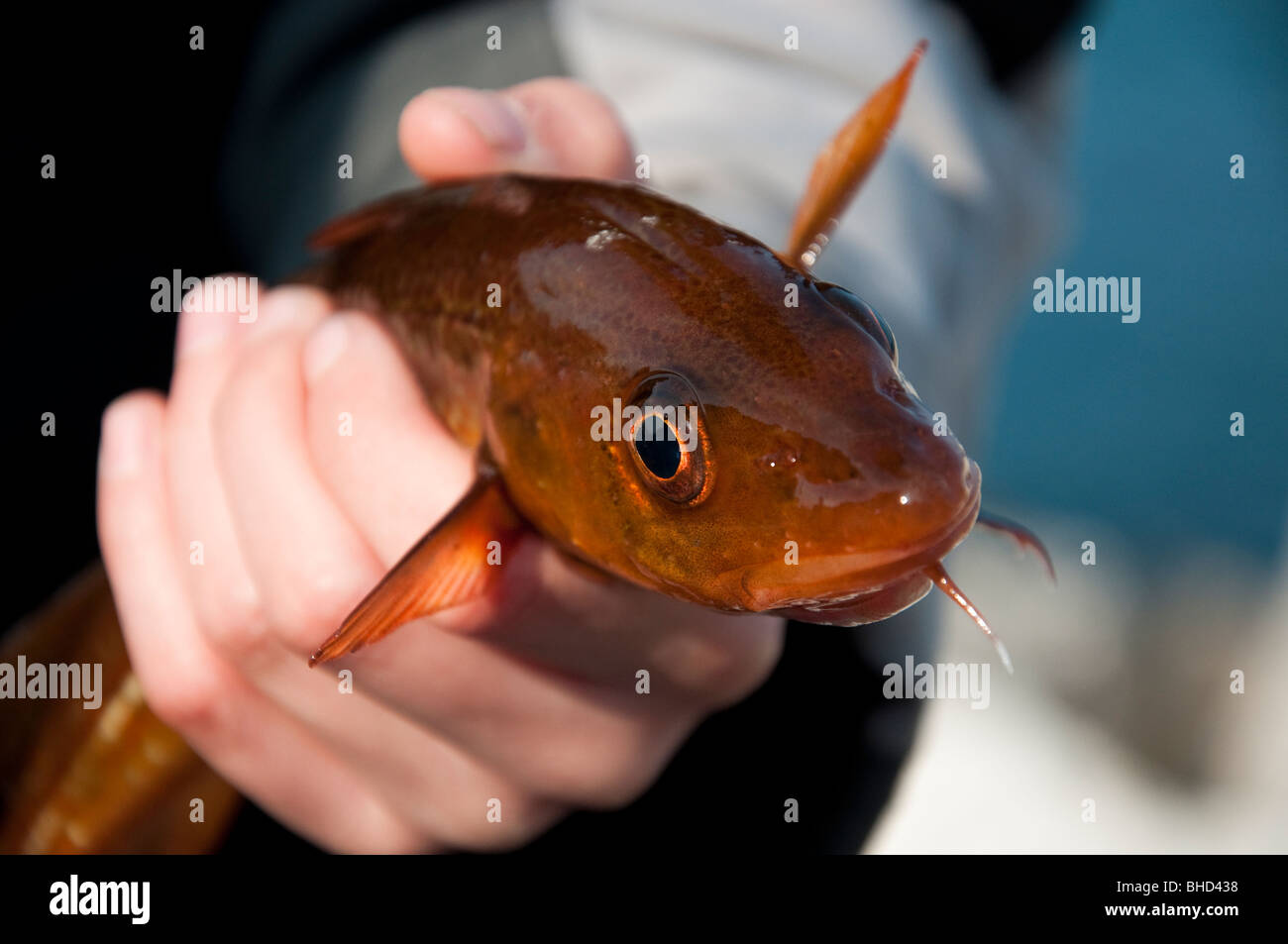 frisch gefangener Fisch gehaltenen junger Teenager hautnah Stockfoto