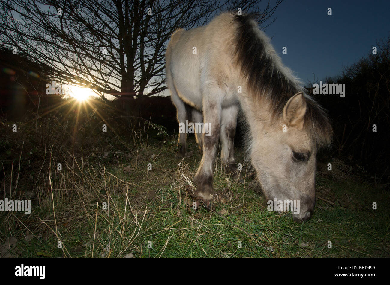 Konik-Pferd Weiden bei Sonnenuntergang auf weißen Klippen von Dover uk Stockfoto