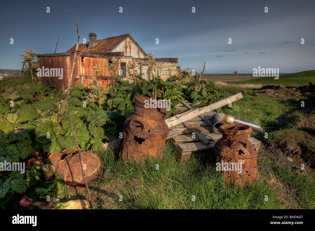Wilder Rhabarber wächst von alten Landmaschinen, Island Stockfoto