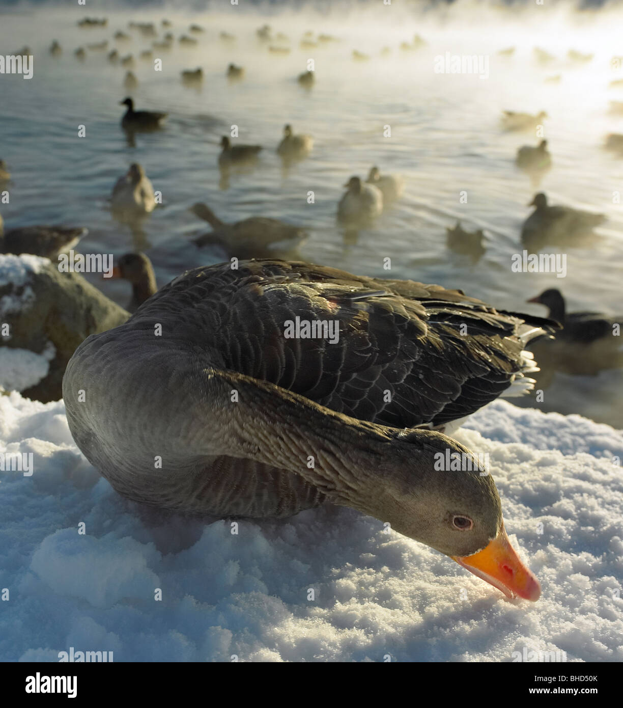 Gänse im Winter, Island Stockfoto