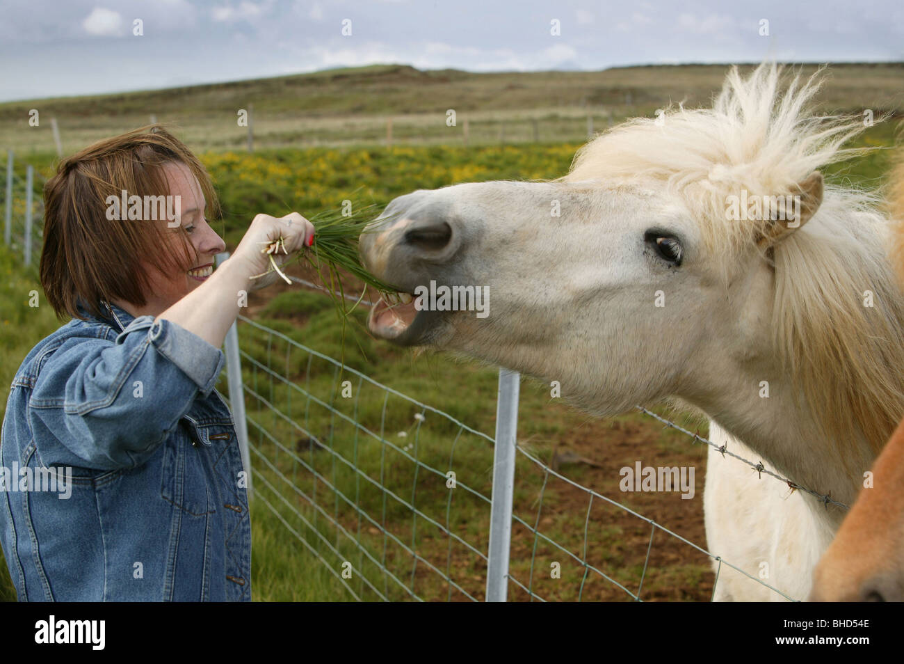 Frau, Fütterung isländischen Hengst Rasen, Island Stockfoto