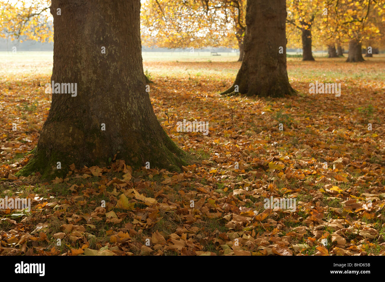Baum, Avenue, Herbst, Herbst, Warm, gelb, Orange, Blätter, Rinde, träumen Stockfoto