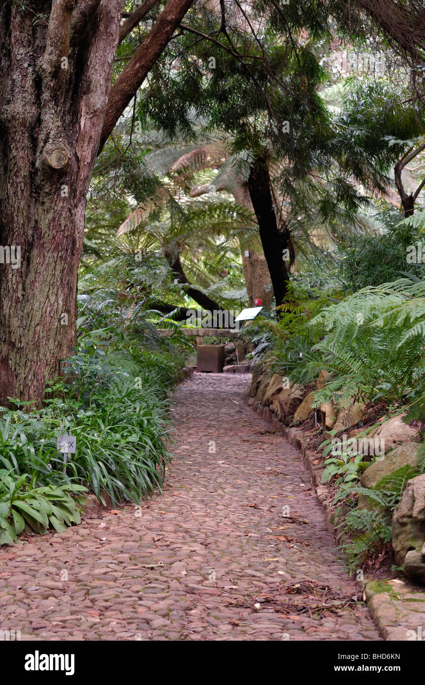 schattigen Weg Garten Kirstenbosch Südafrika Stockfoto