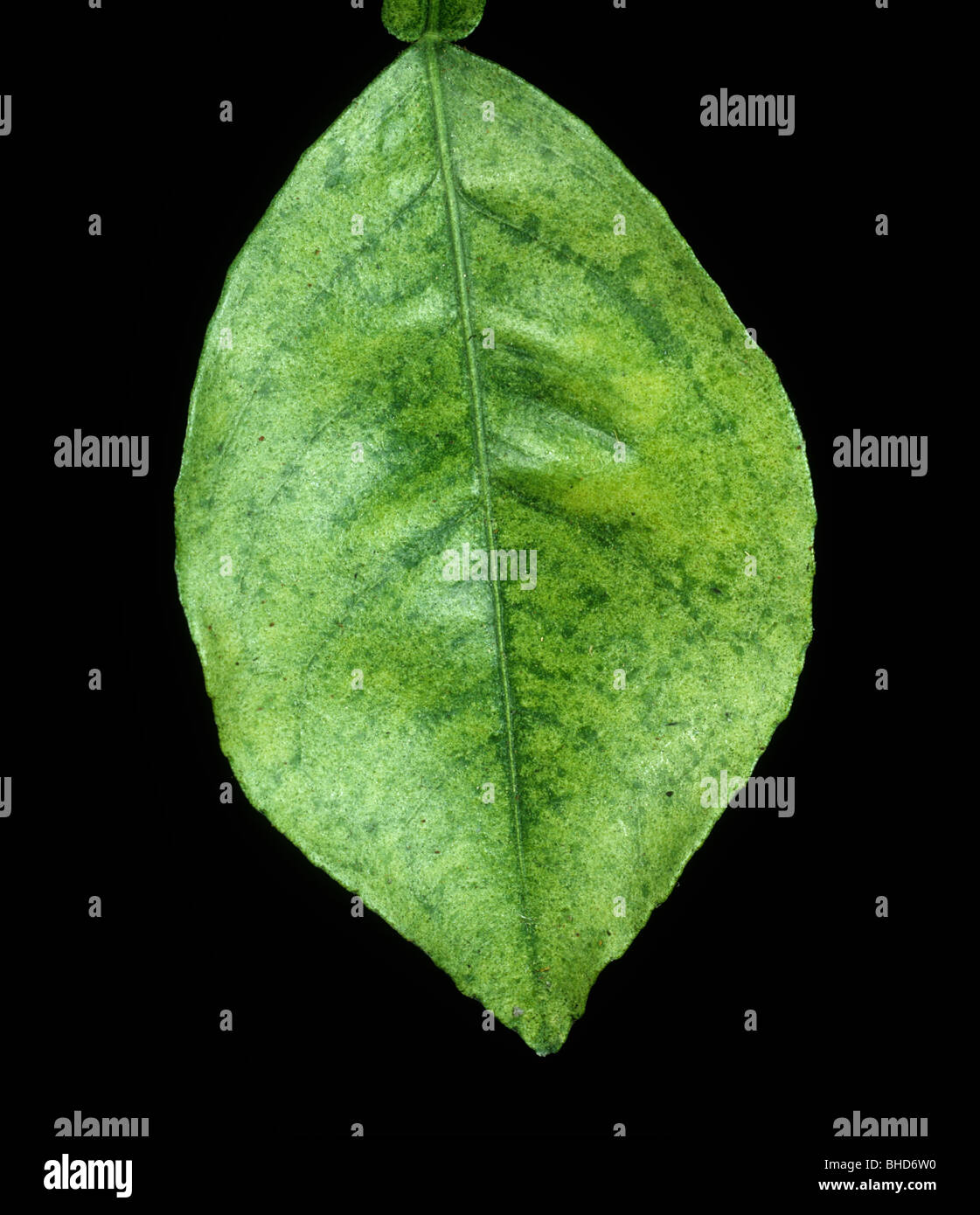Citrus Spinnmilbe (Panonychus Citri) bronzing-Schäden an einem Zitrus Blatt Stockfoto
