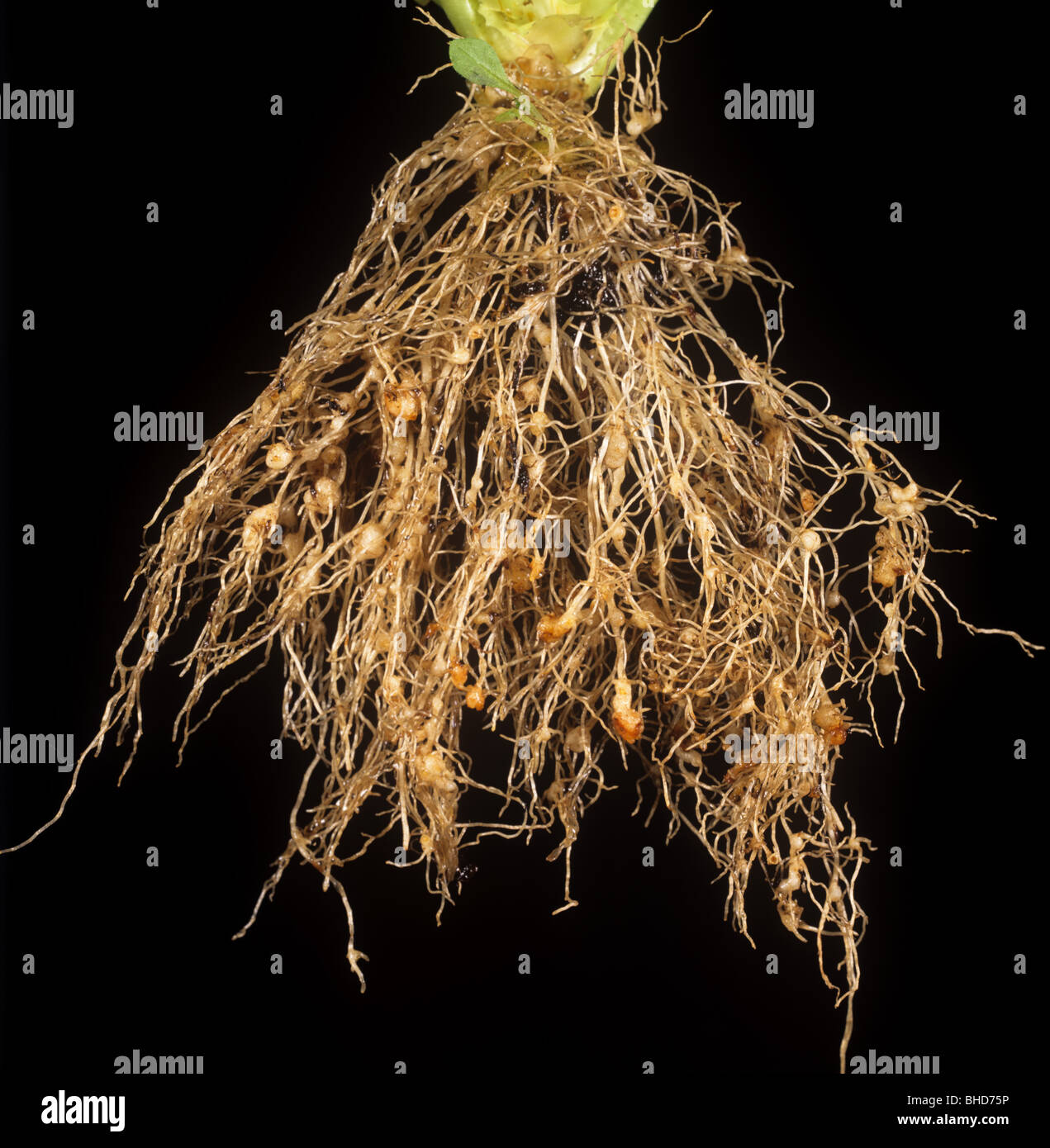 Wurzel-Knoten Fadenwurm (Meloidogyne SP.) geschwollene Knoten auf einen Salat-Wurzel, Portugal Stockfoto