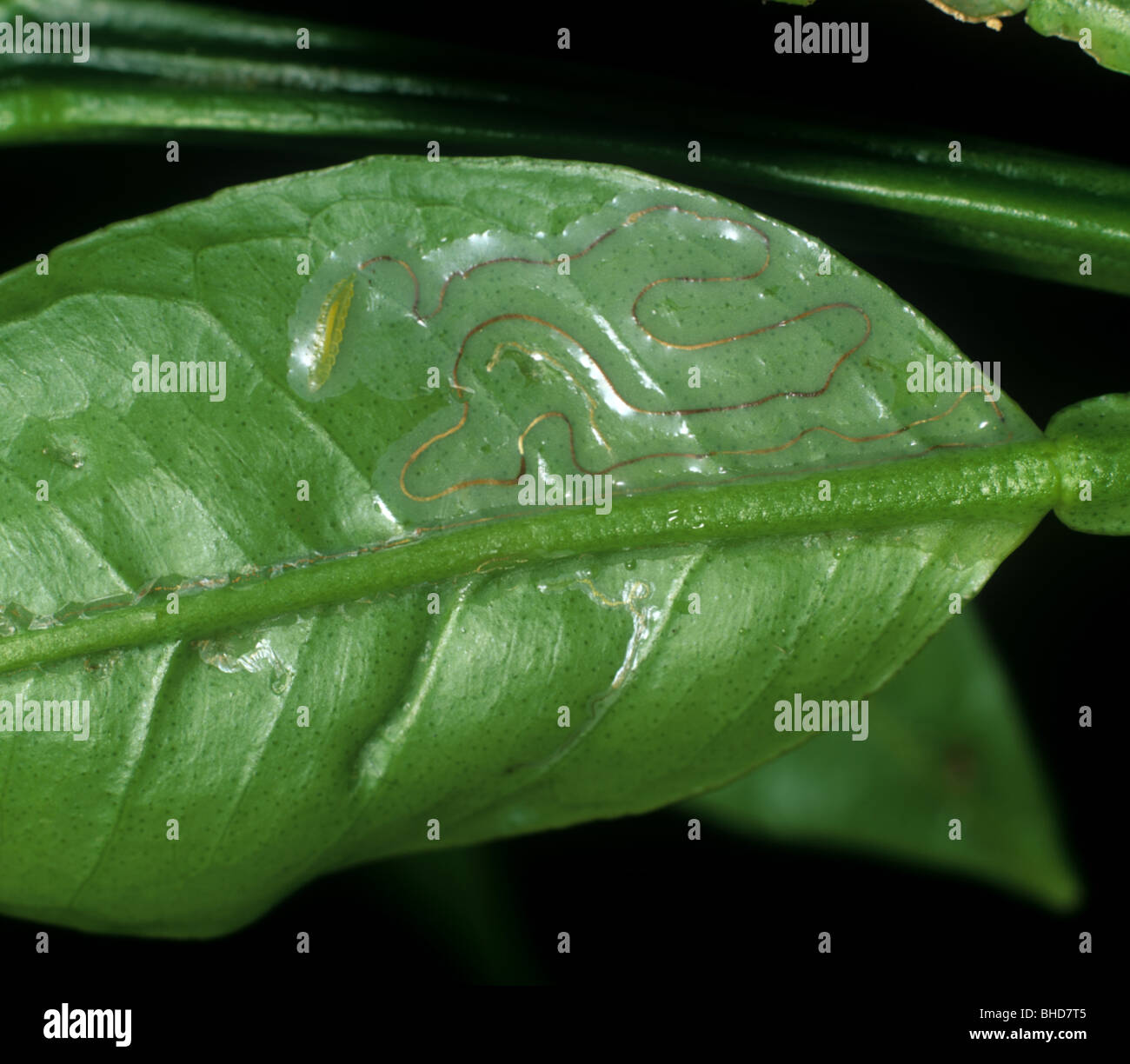 Zitrusleafminer (Phyllocnistis citrella) Larve in Blattmine in Zitronenblatt Stockfoto