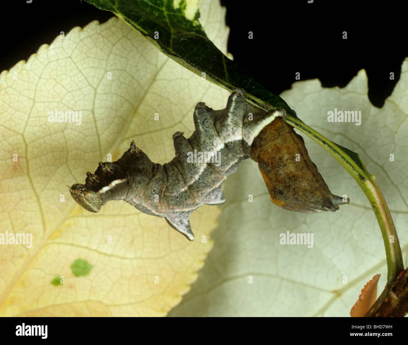 Ein Kieselstein prominente Motte (Eligmodonta Ziczac) Caterpllar auf einem Ornamenta Baum Blatt Stockfoto