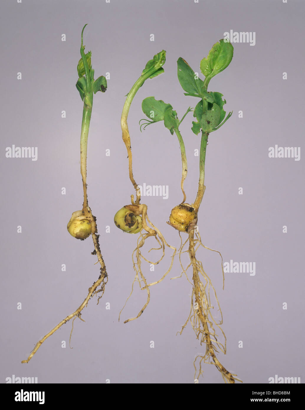 Slug-Schäden an aufstrebenden Erbse Setzlinge und Samen Stockfoto