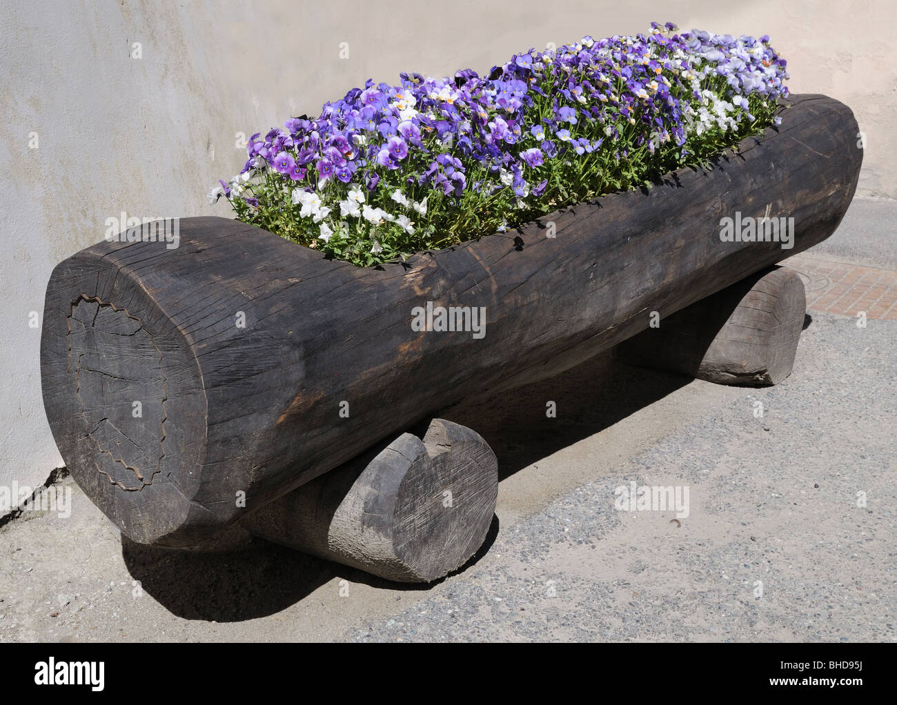 Hohle Log Pflanzer gefüllt mit schönen lila Viola Stiefmütterchen Blüten Valle d ' Aosta Italien hohlen LOG PFLANZER VIOLA Blumen Stiefmütterchen Stockfoto