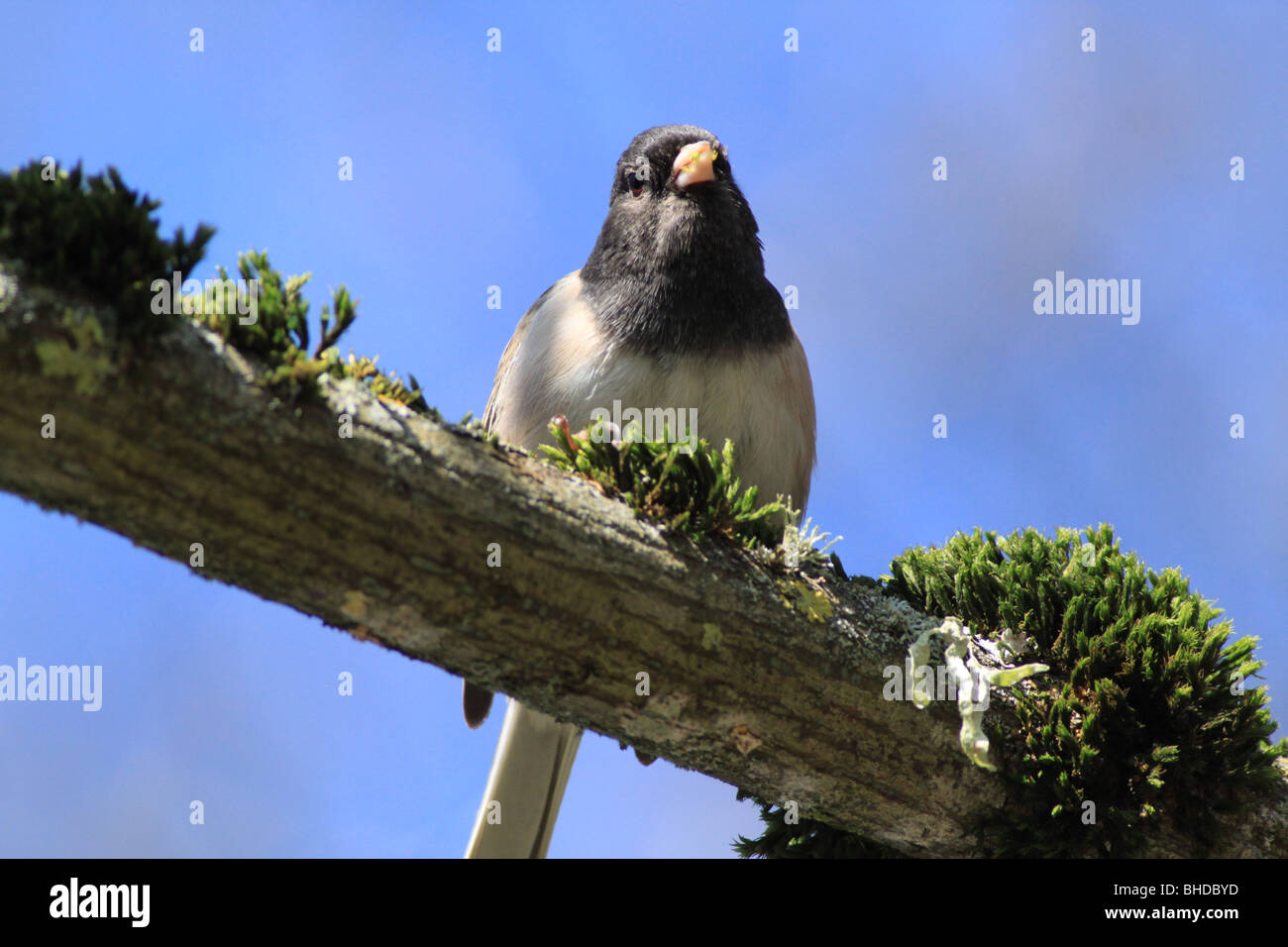 Dunkel-gemustertes Junco thront auf einem Ast in Oregon Stockfoto