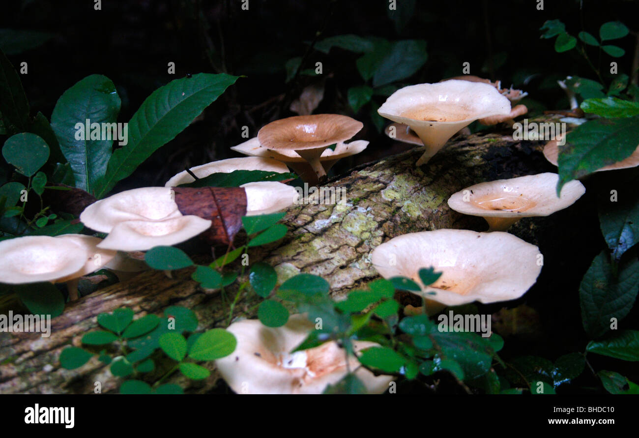 Pilze in Uganda-Afrika Stockfoto