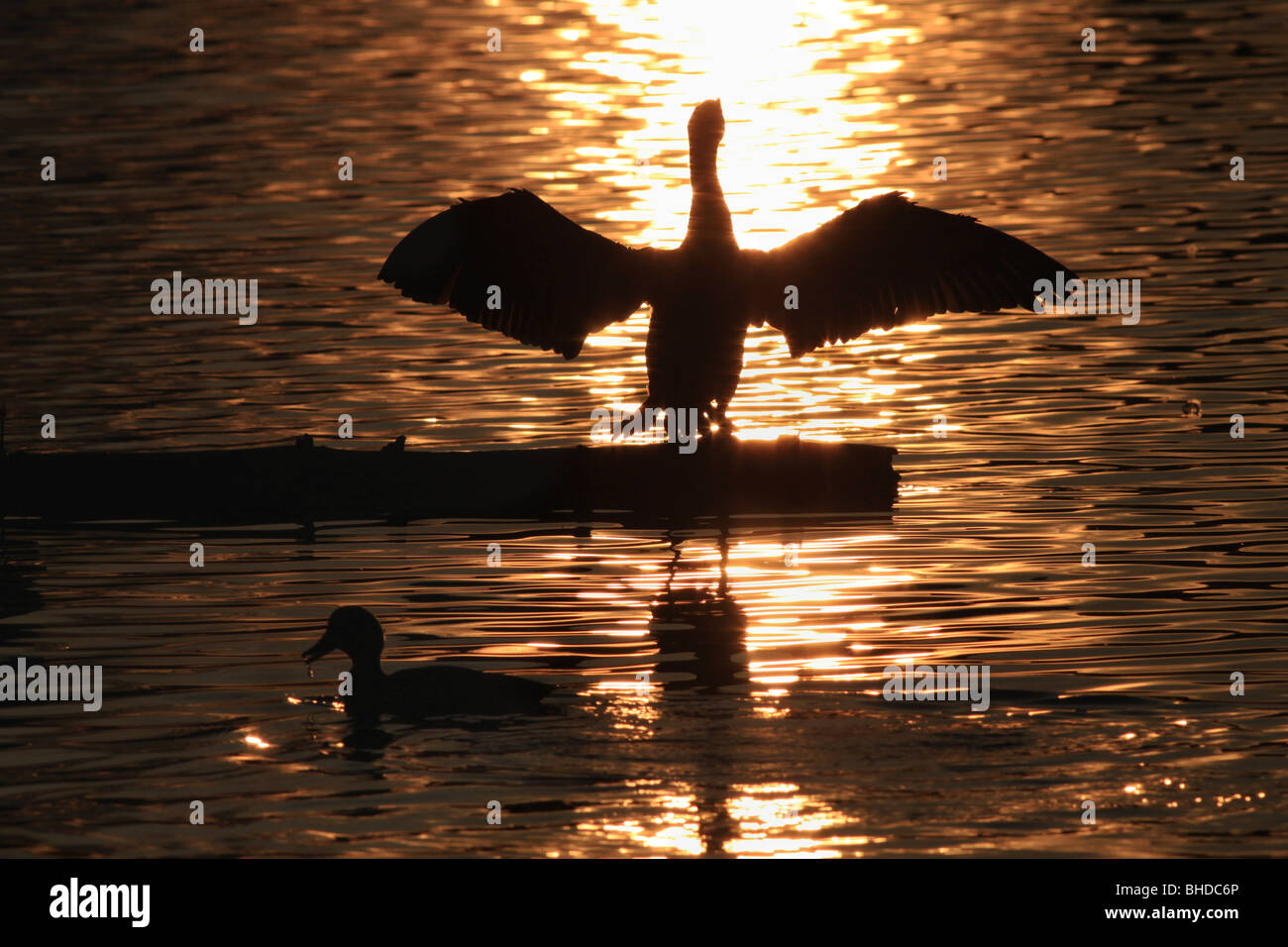 Doppelte Crested Kormoran und Stockente Silhouette in ein Feuchtgebiet in Portland, Oregon Stockfoto