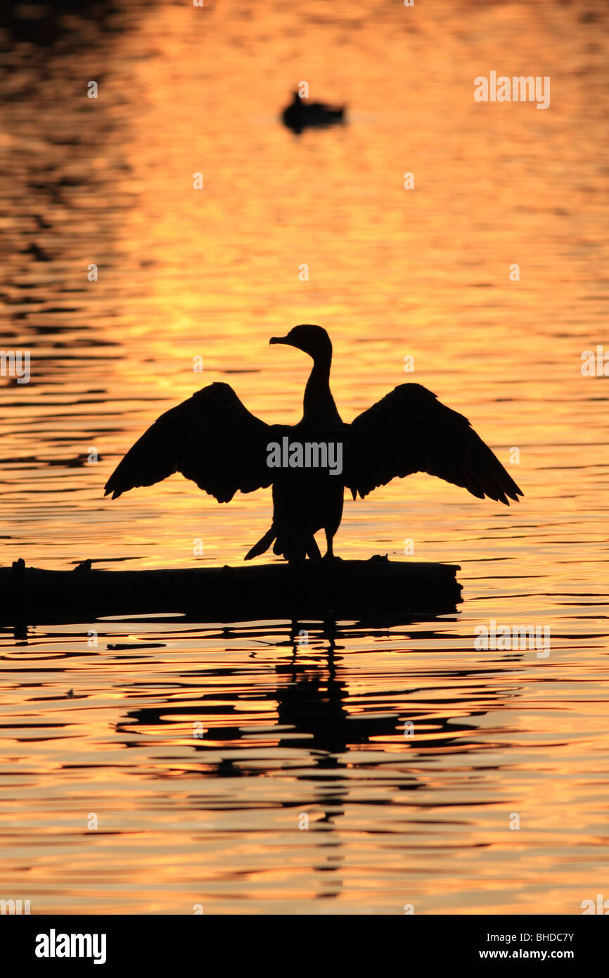 Doppelte Crested Kormoran und Bufflehead Silhouette in ein Feuchtgebiet in Portland, Oregon Stockfoto